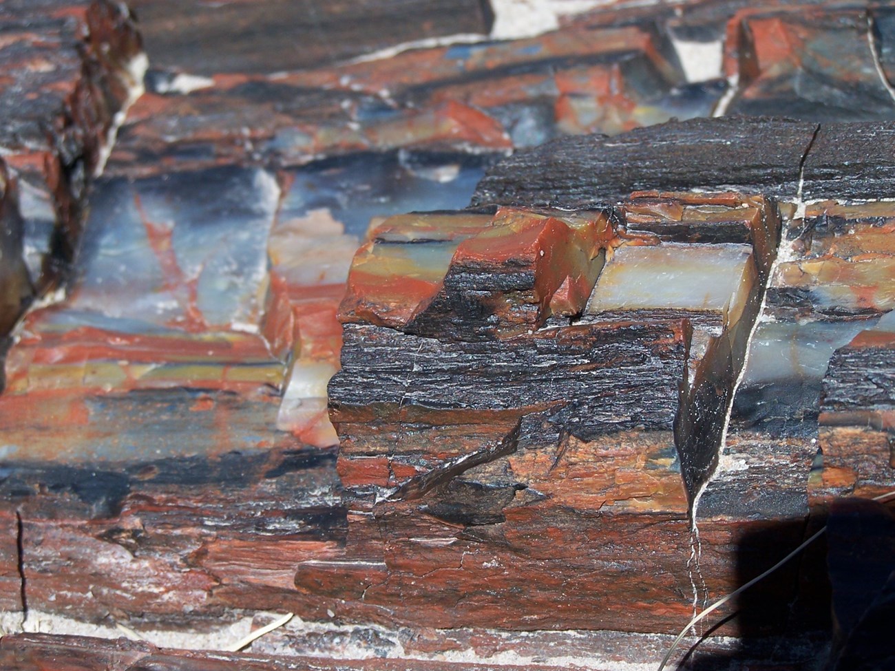 Photo showing close up of petrified wood