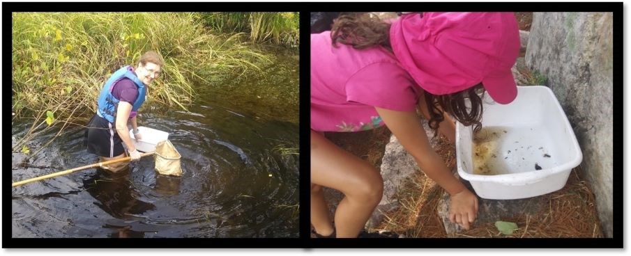 Collage of two photos depicting person with net in swamp and child looking at insect samples