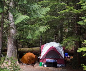 A tent surrounded by tall conifer trees.