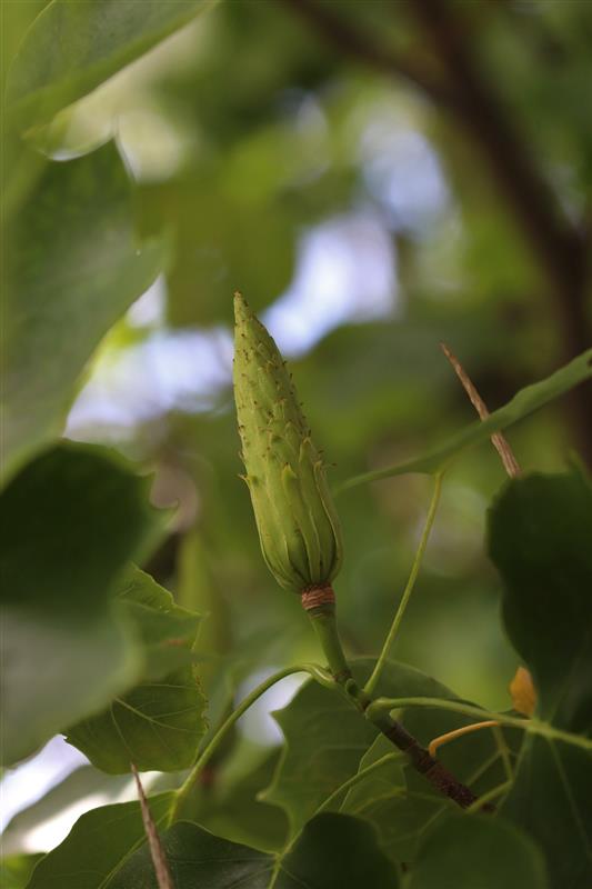 green cone like fruit surrounded by Tuliptree leaves