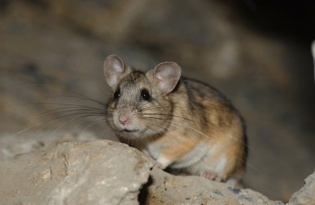 Pack rat. NPS photo.