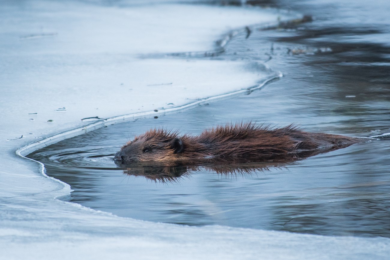 A beaver swimming in a partially frozen pond.