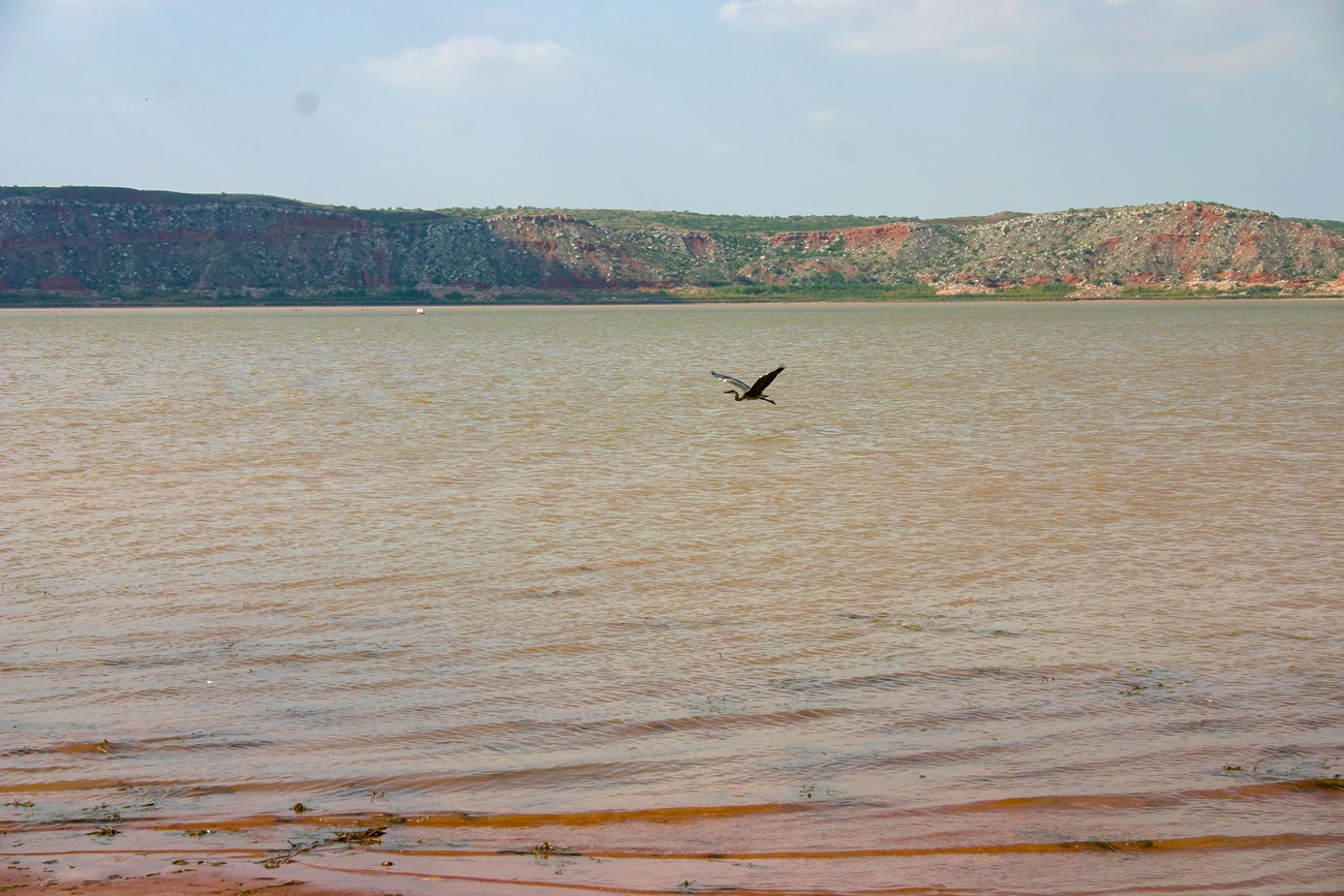 A crane flies low over reddish-brown water.