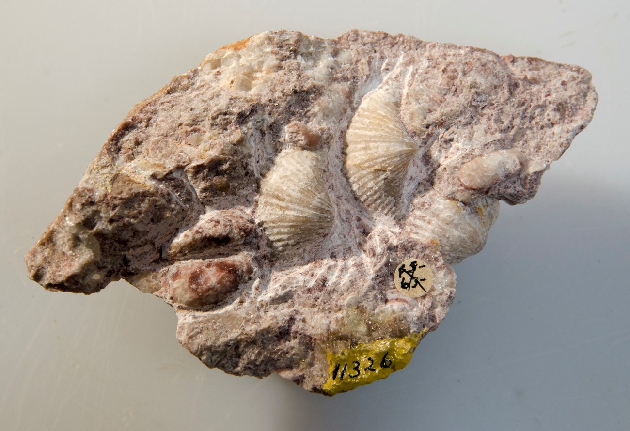 Photo of fossil shells.