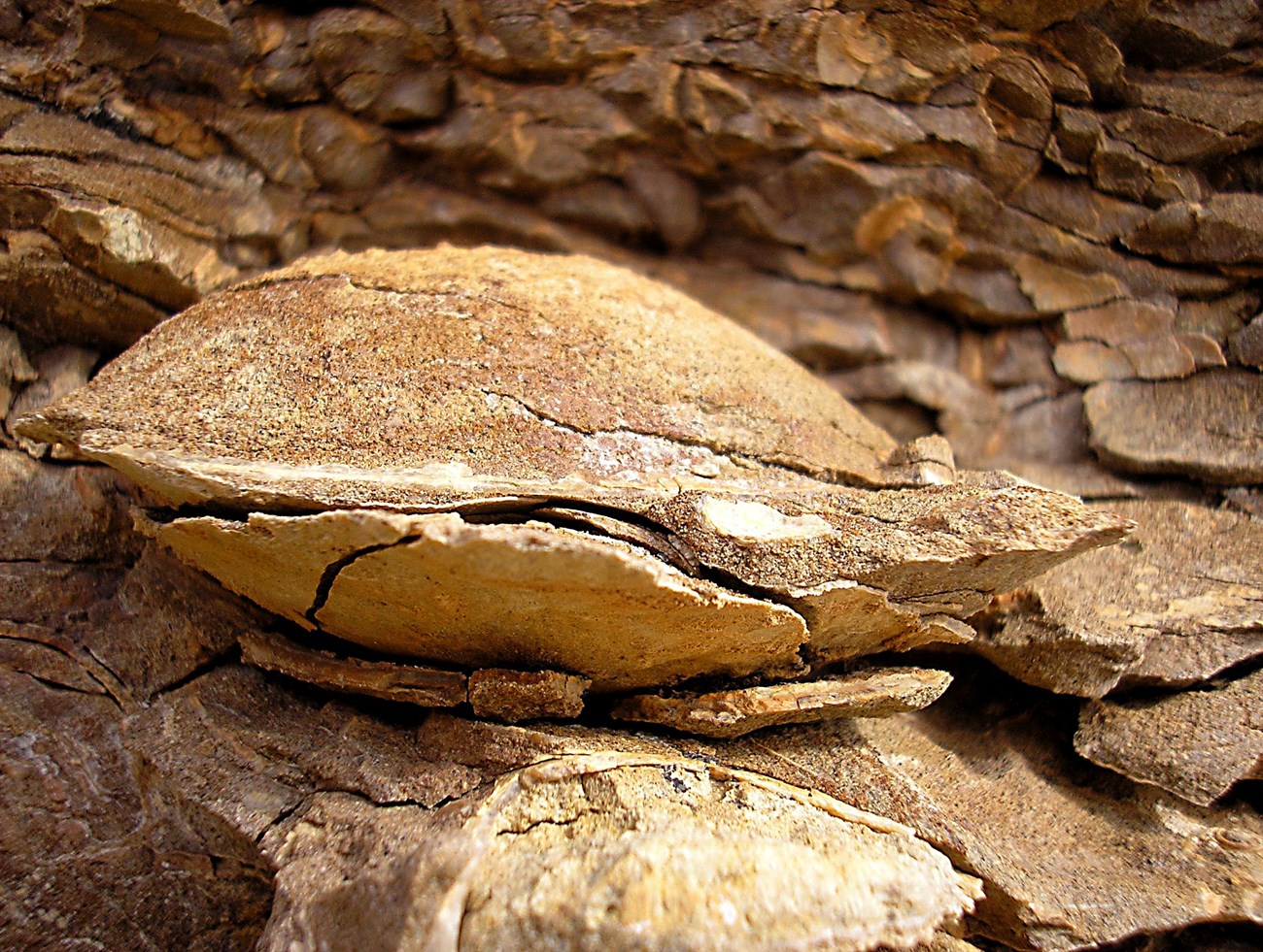 Photo of a fossil bivalve "clam".