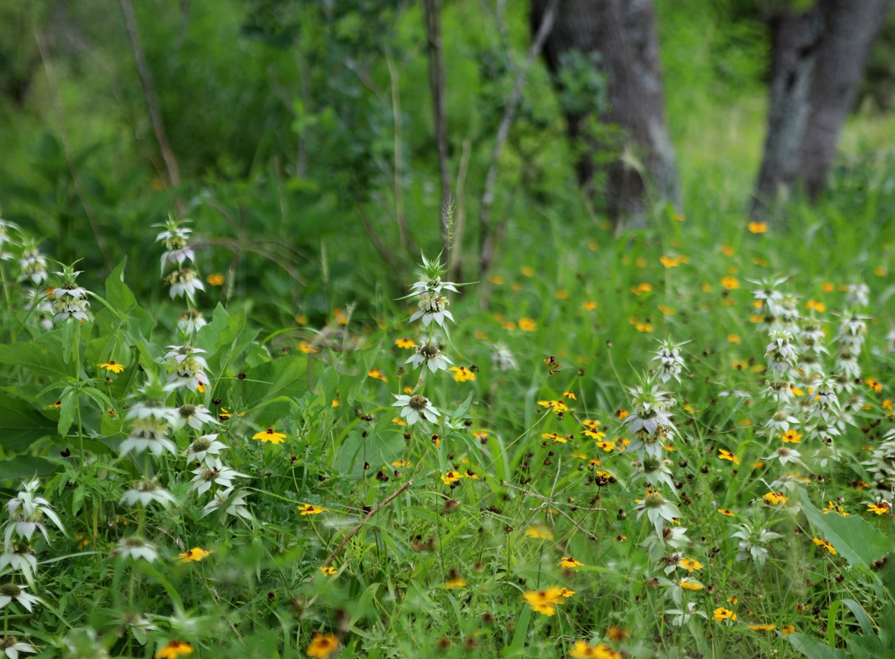 view into a thickly vegetated area with wildflowers