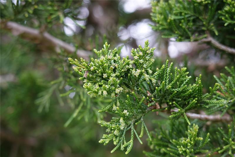 pale green/white unripe flower cones