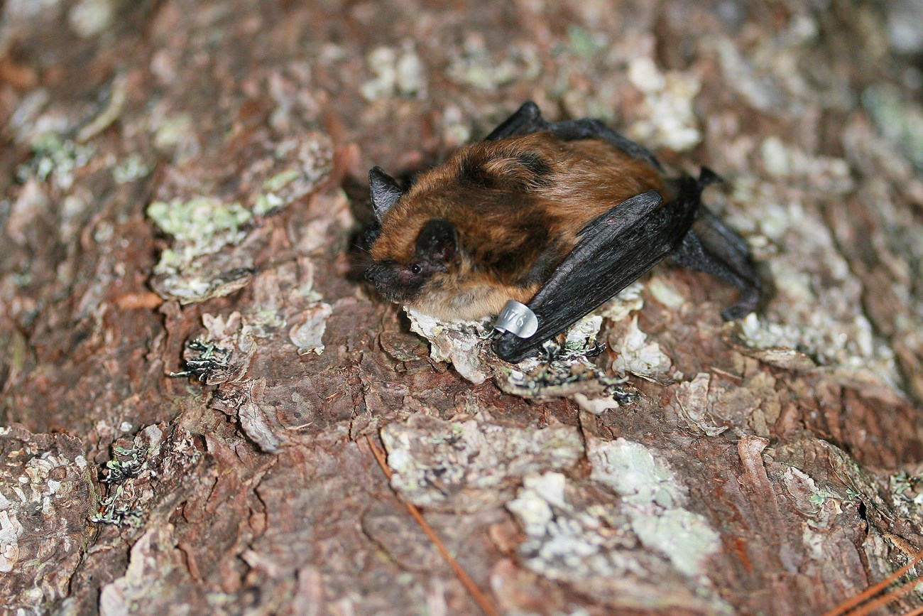 Small bat with reddish furand black snout, ears, and wings clings to the trunk of a tree. It has a small metal tag on its wing.