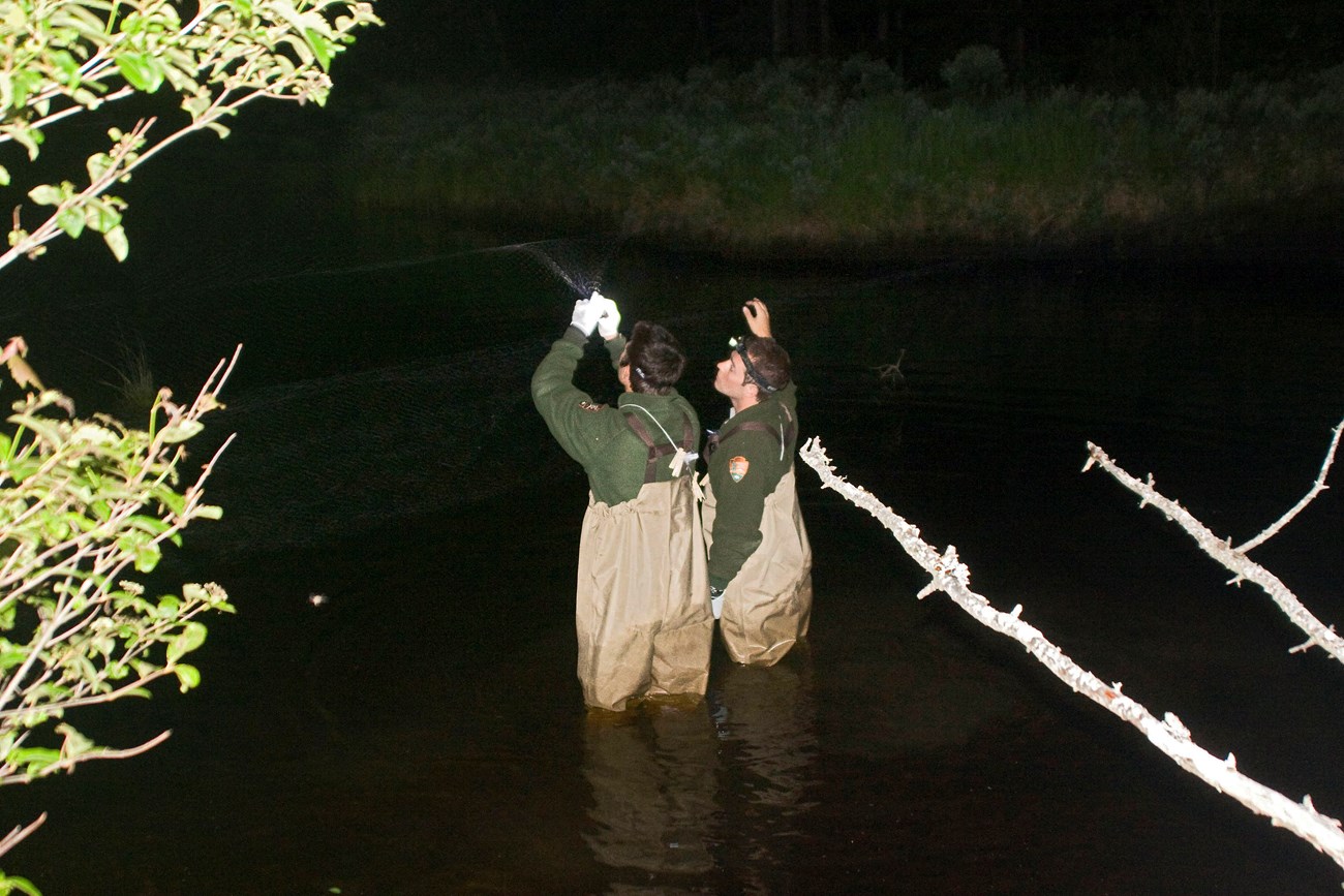 Two people in waders and green NPS sweatshirts standing in thigh-high water, reaching up to extract a bat from a barely visible net.