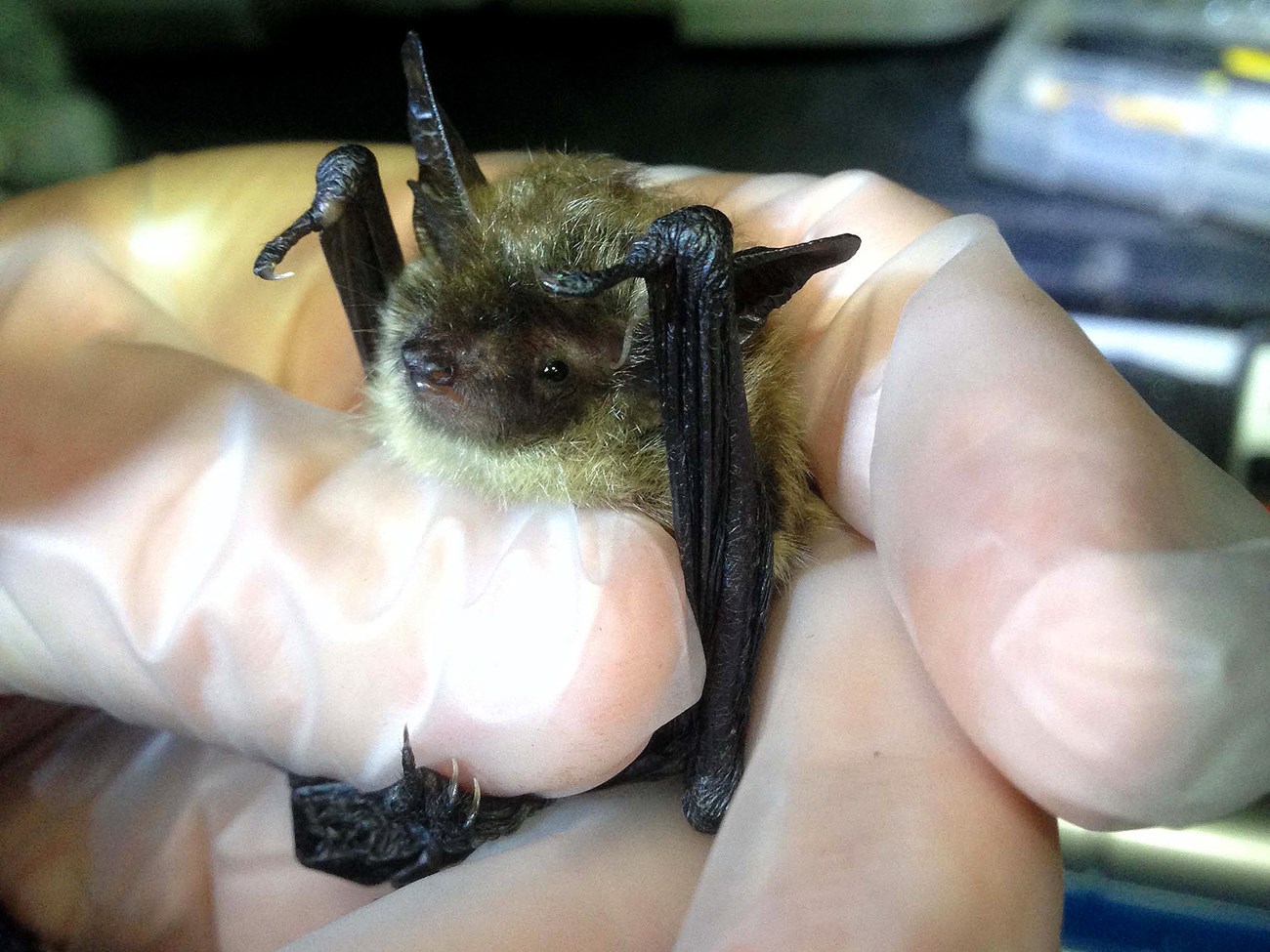 Small, fuzzy bat with long ears, gently held in a between rubber-gloved fingers.