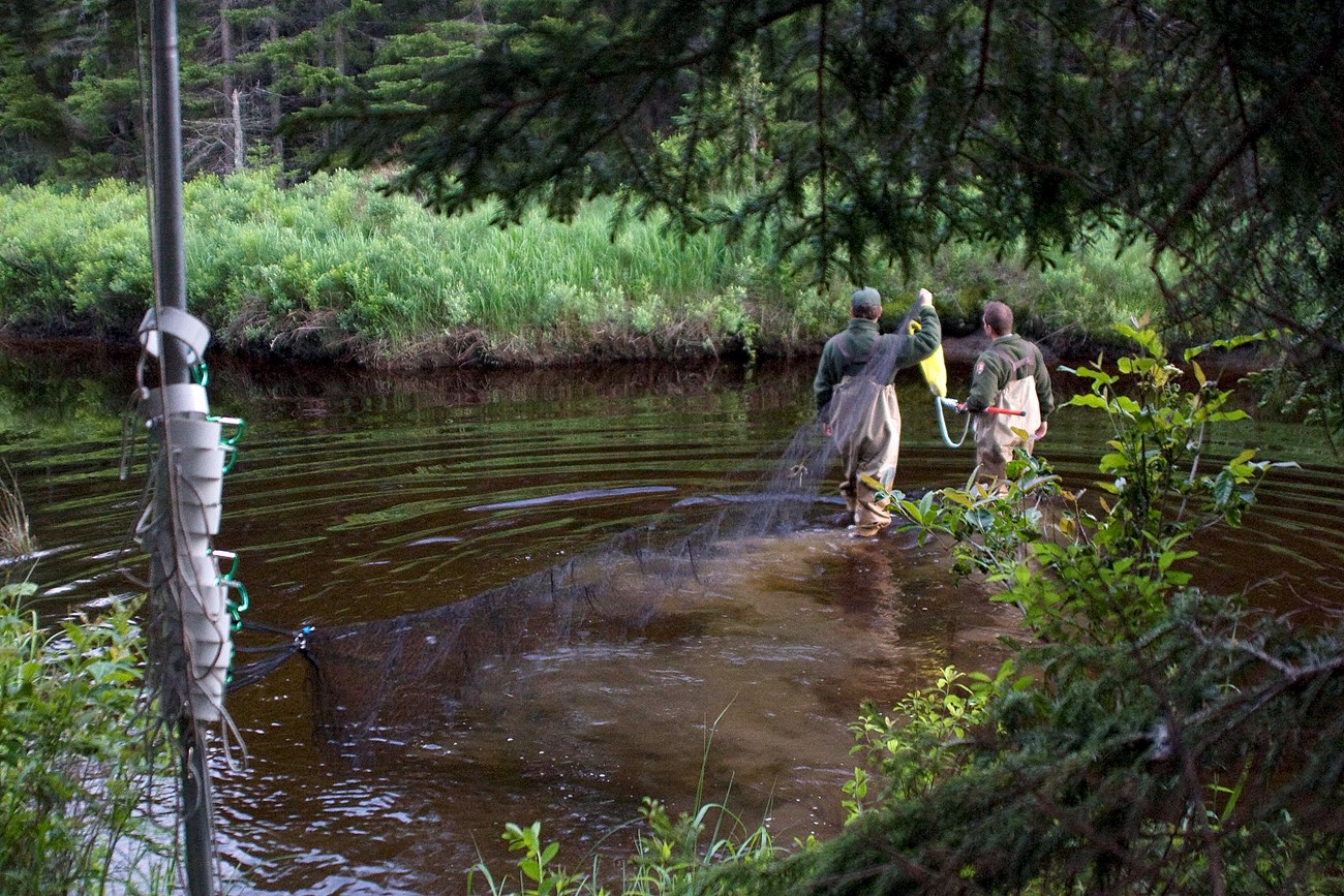 Two people in waders and green NPS field gear wade across a large stream carrying one end of a fine black net that's already anchored to the near bank in the foreground. Greenery is all around the waterway.