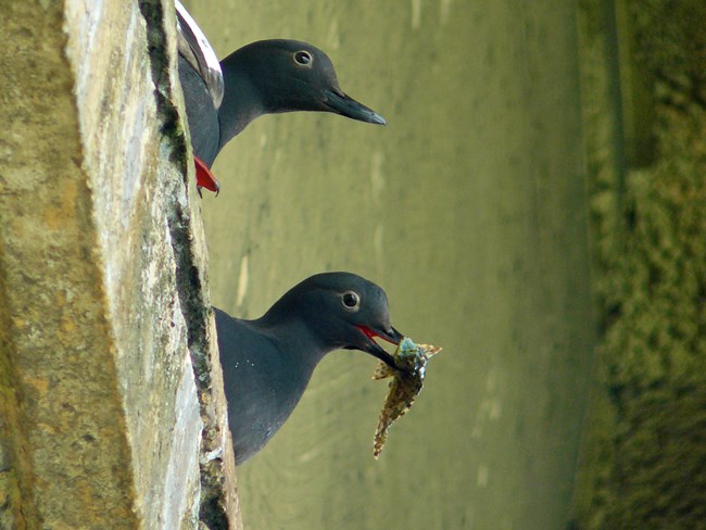 A couple of pigeon guillemots, jet black shore birds, sit on ledge eating small fish.