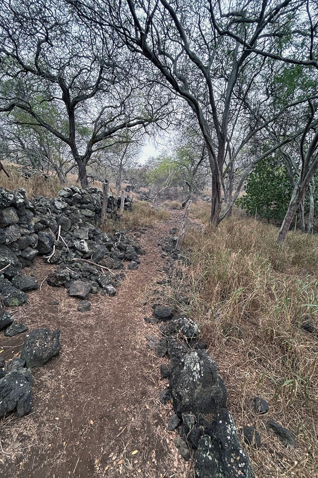trail cuts through forest, bounded by lava rock stone walls.