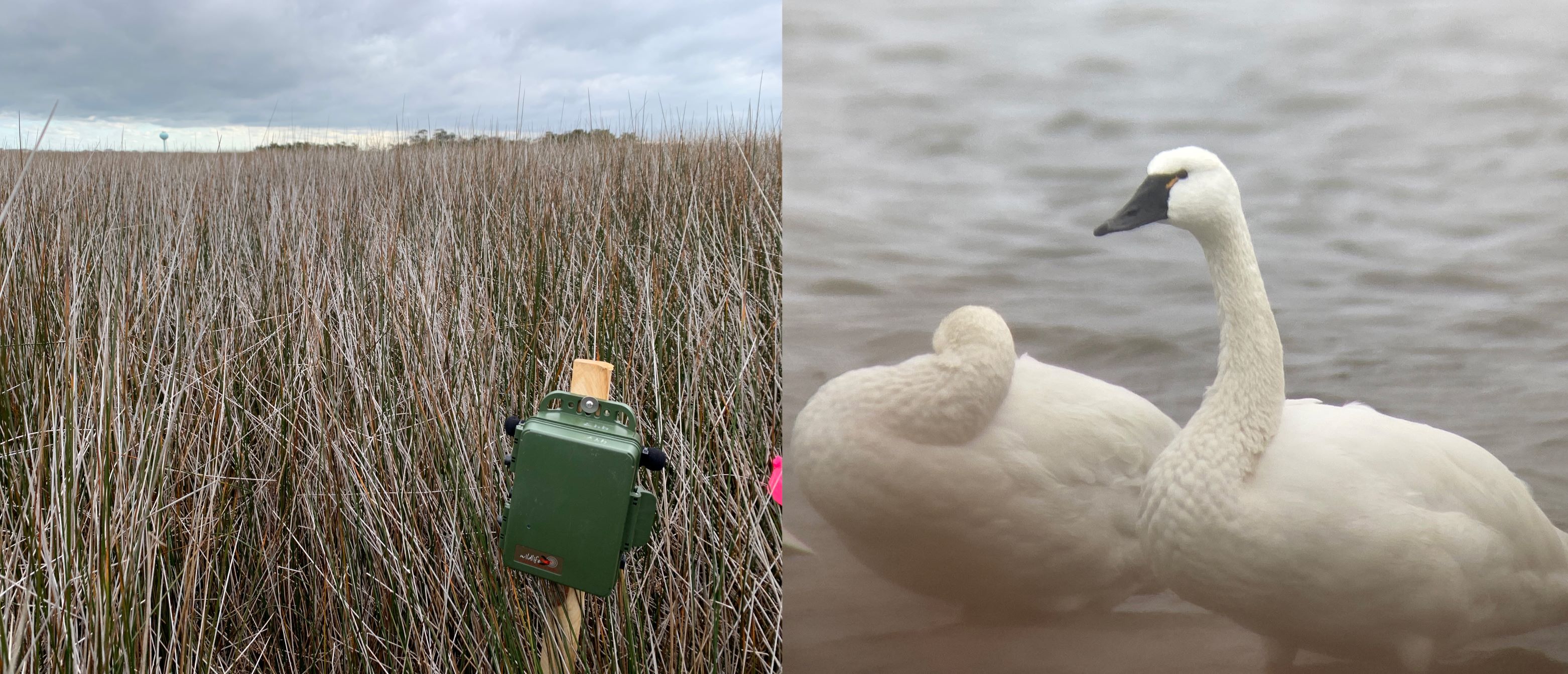 ARD on a pole in a marsh and a swan