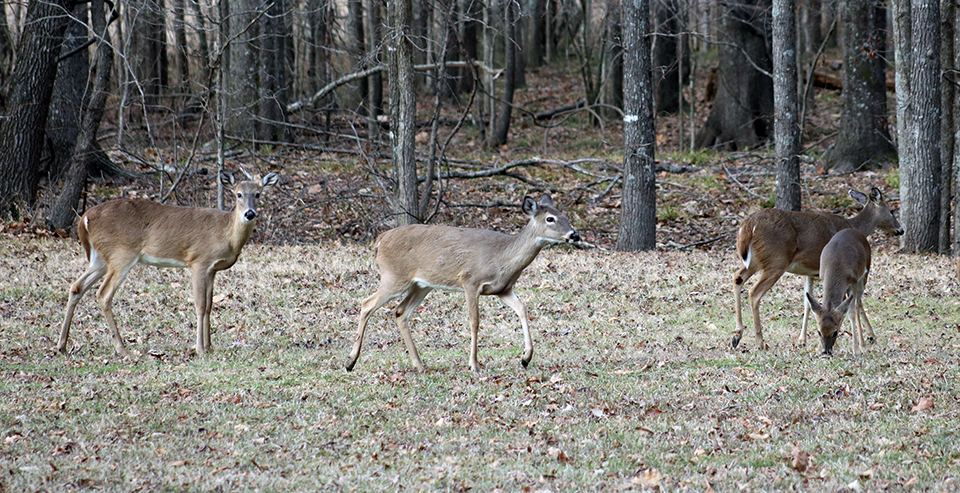 Four deer standing in a grassy area covered in dried leaves next to a forest in late fall.