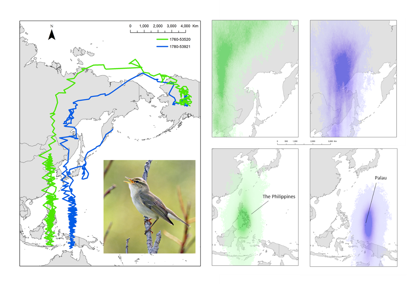 map of arctic warbler migration routes.