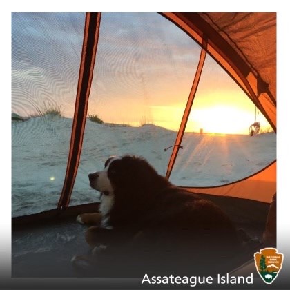 Virtual postcard of a dog inside a tent on the beach with text reading "Assateague Island"