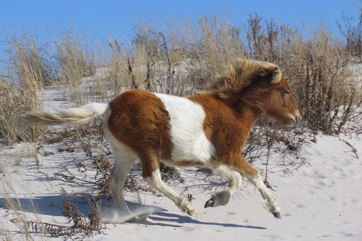 Brown and white horse running on a beach