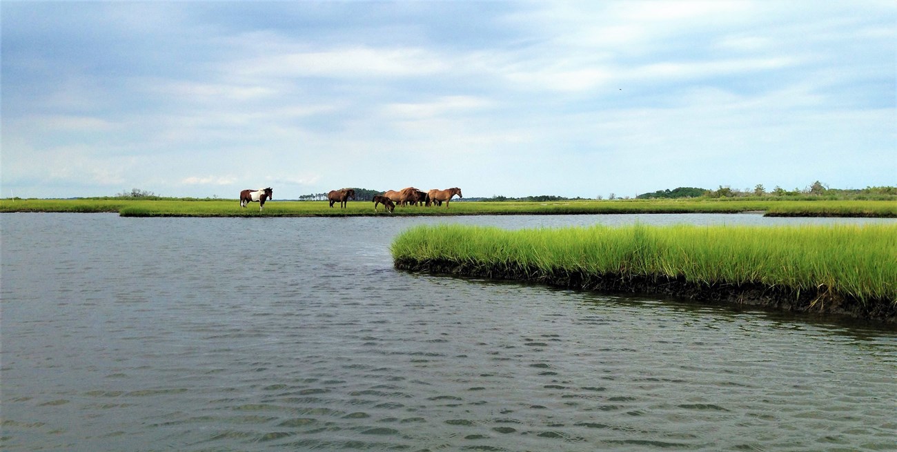 Ponies graze on a hazy day at a lush green salt mash of Assateague Island.