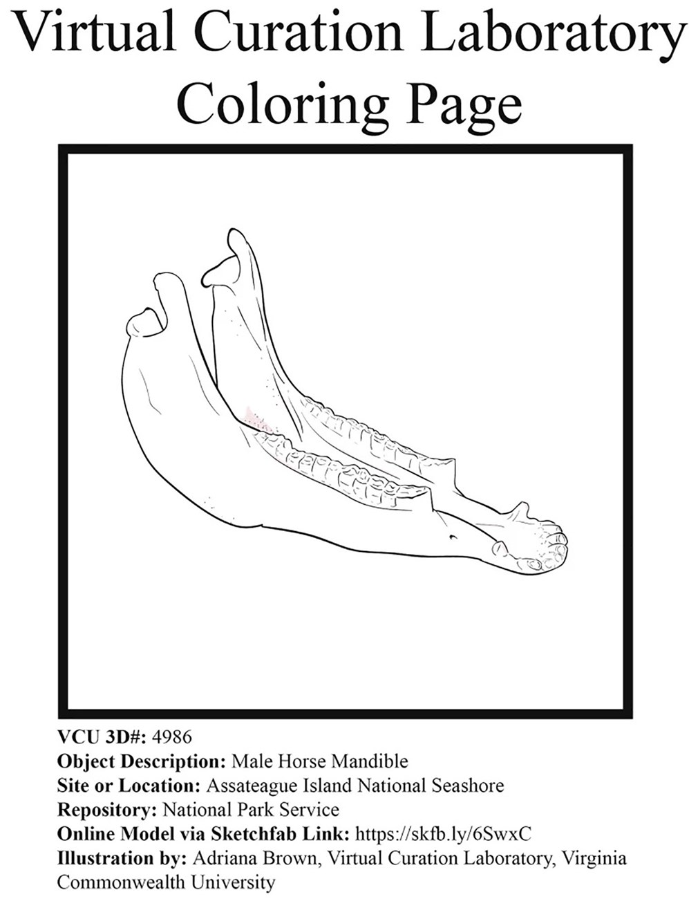 Line drawing of a horse mandible