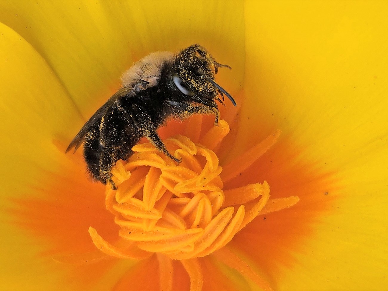 Close-up of a black and yellow bee dusted with yellow pollen inside a bright orange and yellow flower.