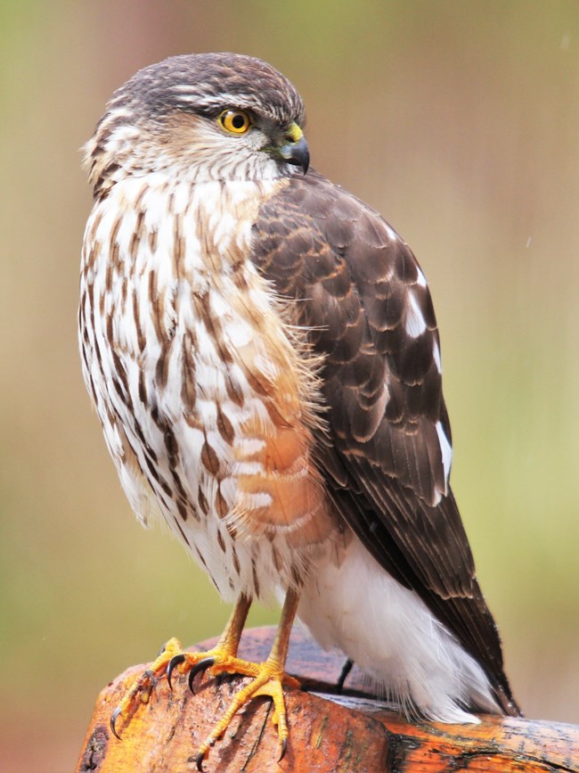 Licensed stock image of a perched Sharp-Shinned Hawk