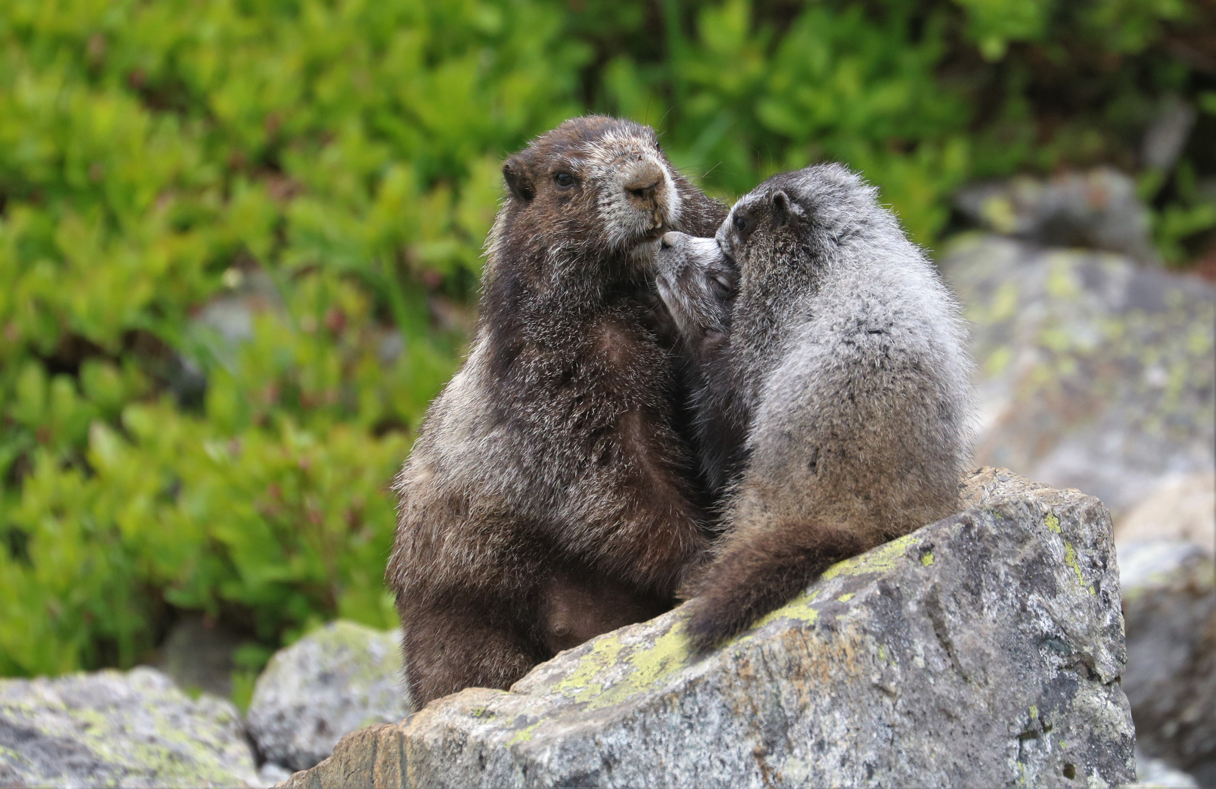 Three fluffy groundhog-like animals cuddle on a rock