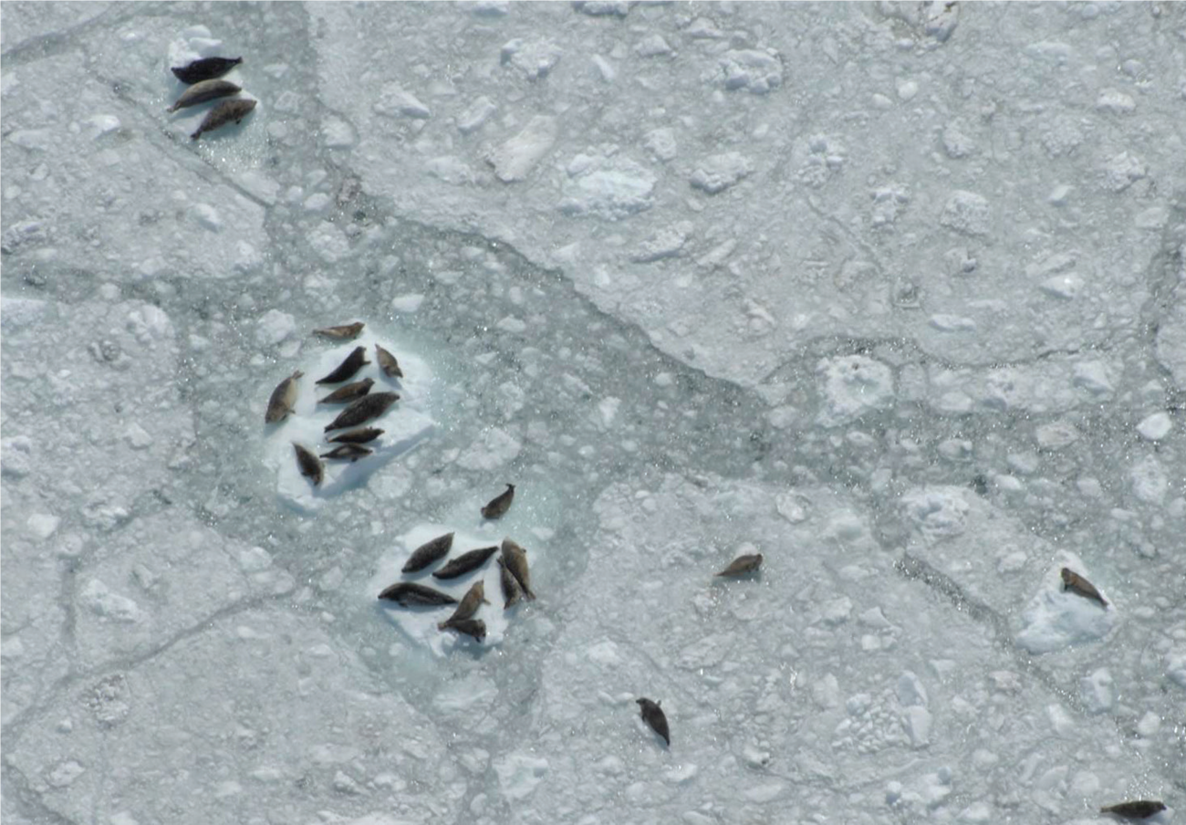 Aerial image of harbor seals resting on glacier ice in Johns Hopkins Inlet. NPS/Jamie Womble