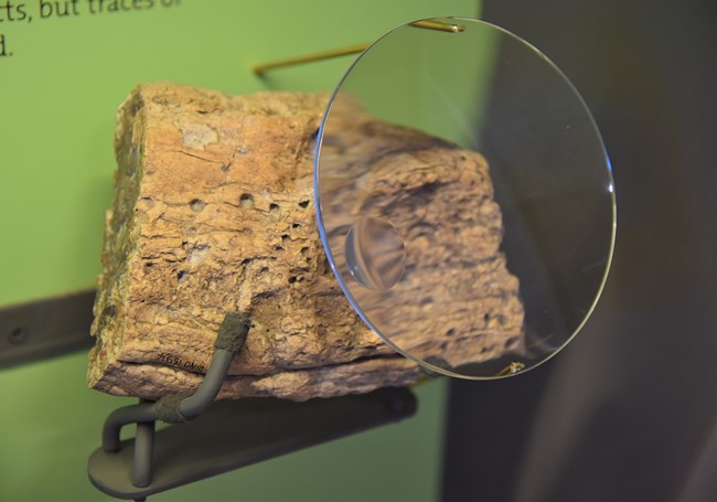 A fossilized piece of bark with a magnifying glass.