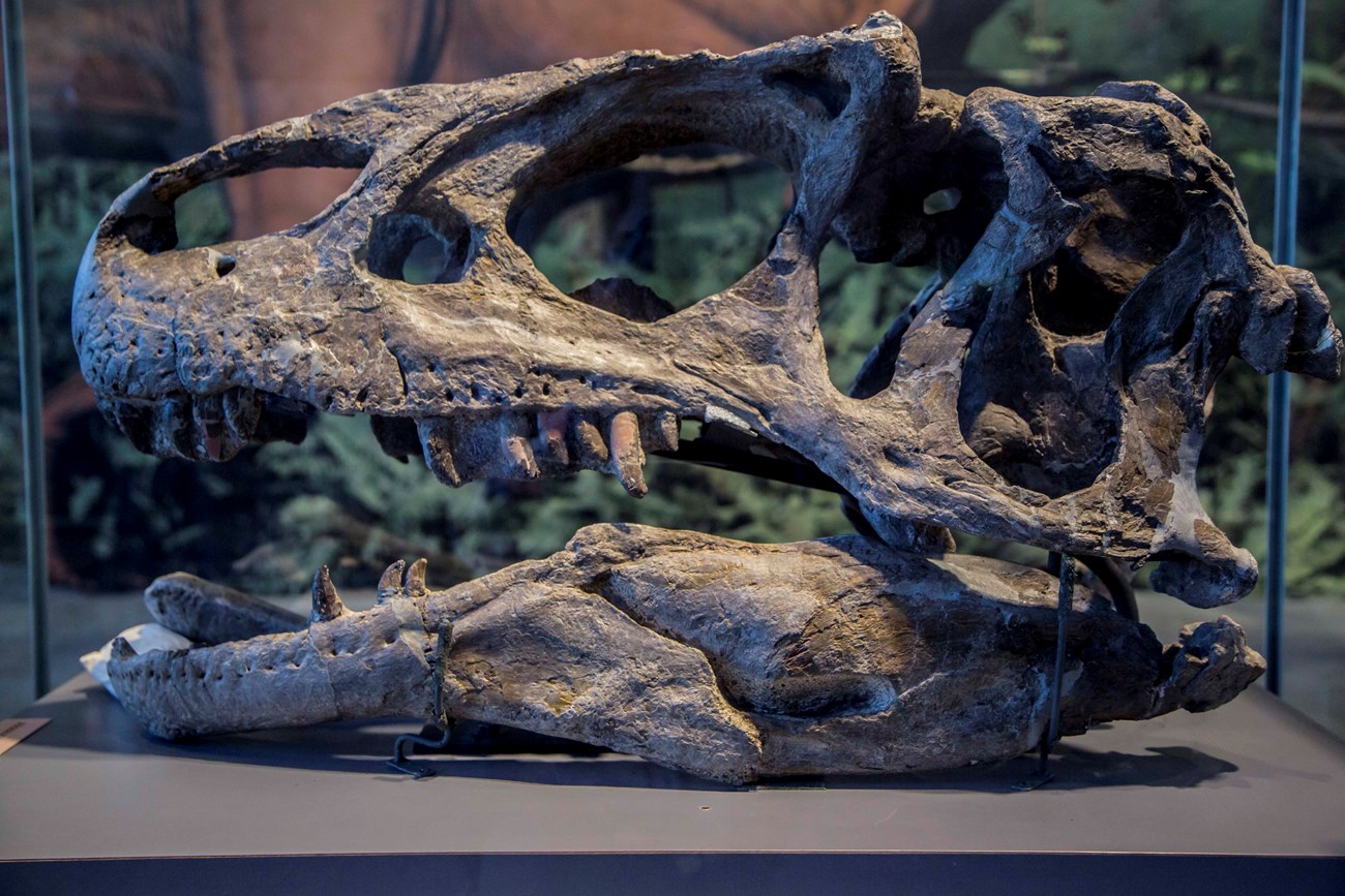 An intact, authentic skull of Allosaurus fraglis, a meat-eating dinosaur with sharp teeth from the Late Jurassic Period.