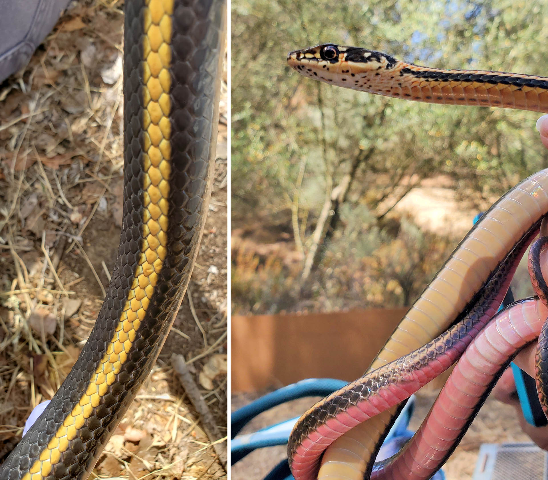 Left: Close-up of a snake's yellow stripe; Right: Underside of the snake showing black spots on it's chin, and a creamy to pink color towards its tail.