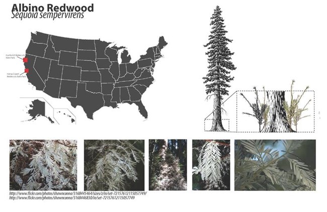 Fall 2011 coursework from Sharky’s undergraduate class. 1. Distribution of albino redwoods in U.S. 2. Albino redwood fact sheet with illustration and labeled diagram 3. Picture of redwood needles, cone, part of bark.