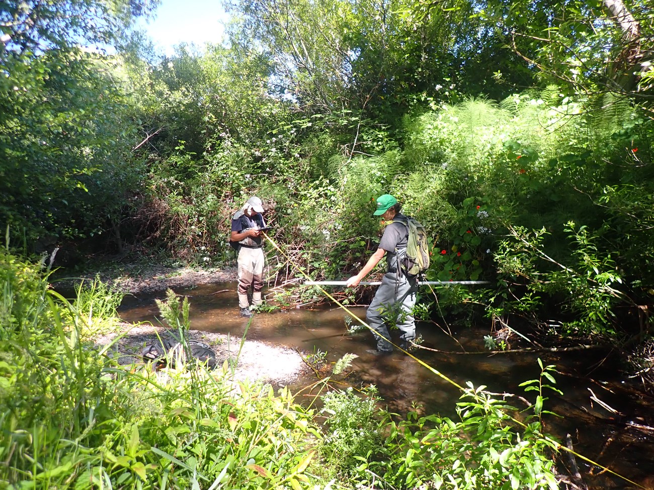 Two people in waders stretch a long measuring tape along a sun-dappled section of a small creek and record data on a tablet.