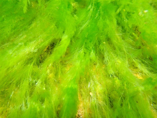 Algae