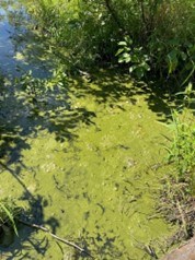 Algal_blooms