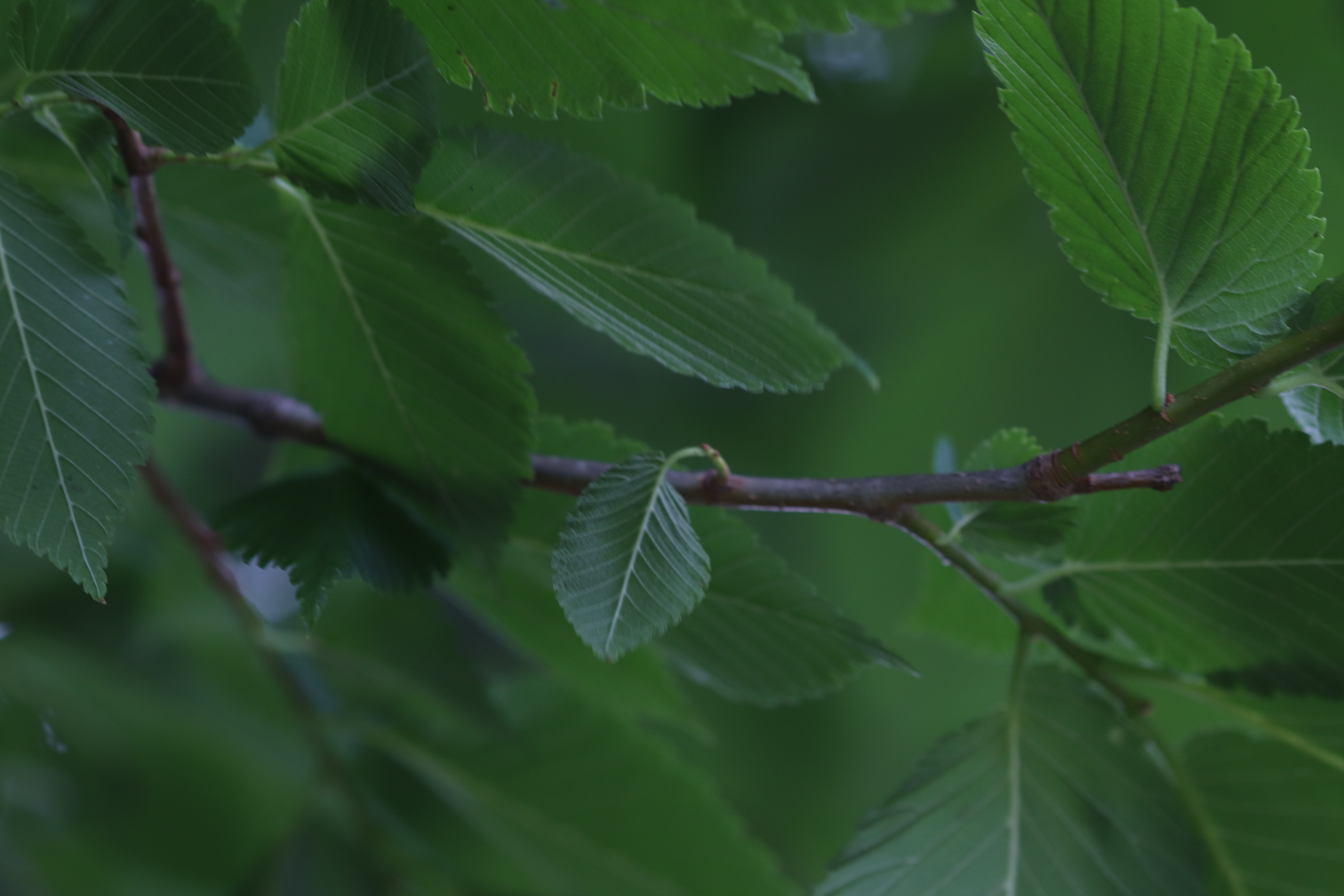 small serrated green leaves