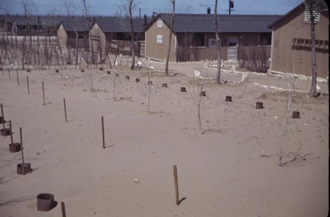 A period photo of Granada Relocation Center's barracks with a bare and staked garden area in the foreground