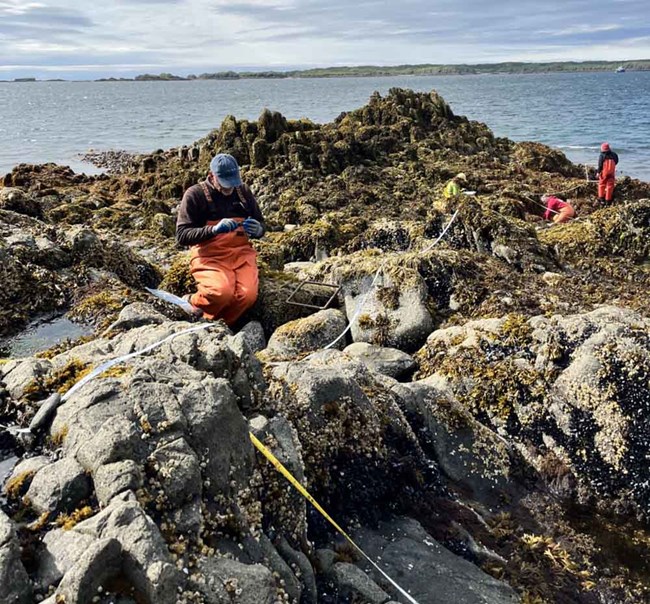 Researchers monitor rocky intertidal area for mussels.