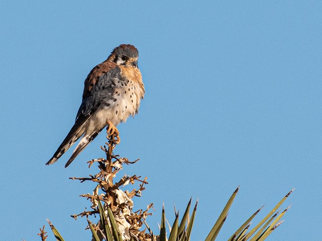 A grey, white, and orange bird sits atop a Joshua tree