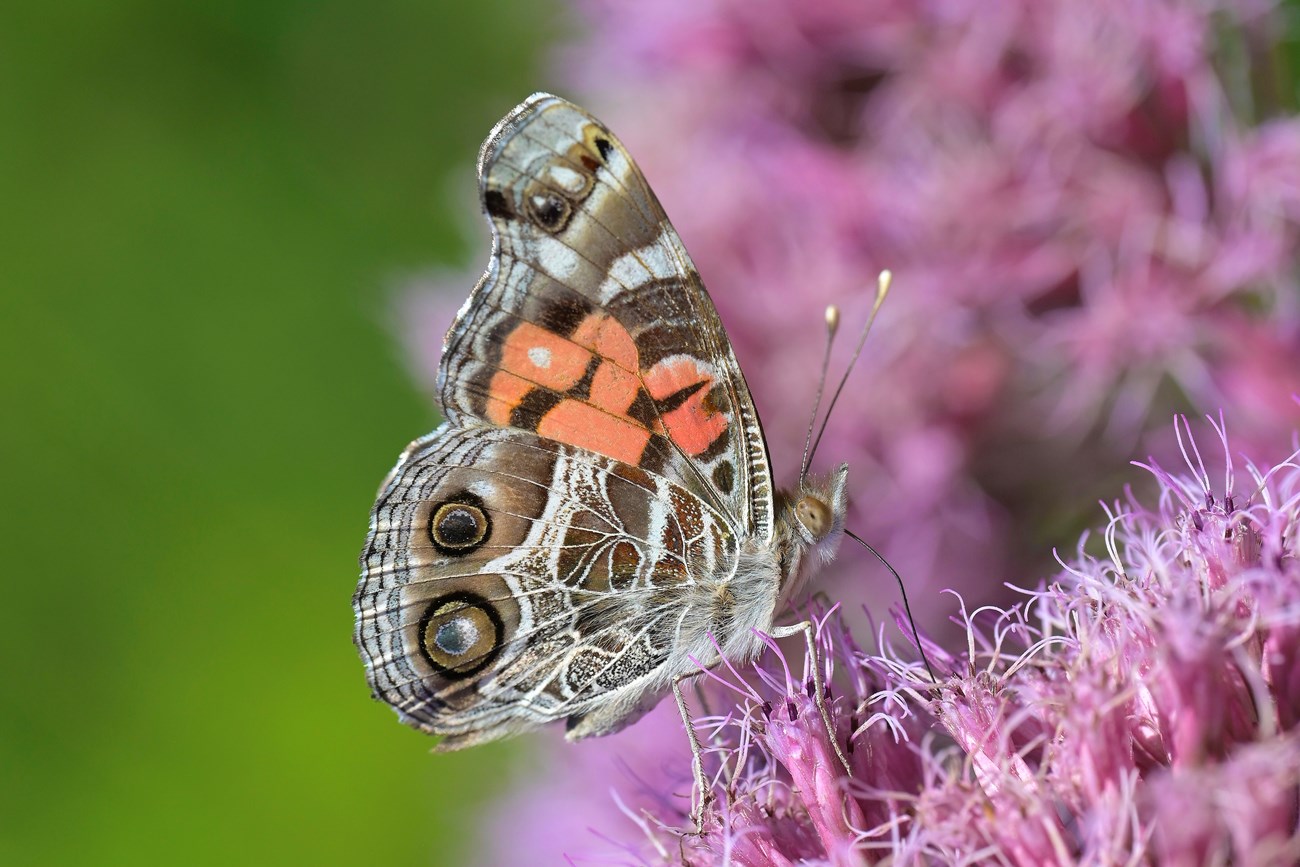 Close-up of a butterfly showing off the underside of its wings as it feeds on a pink flower cluster. They are intricately patterned in shades of brown, white, orange and black, with two eyespots on the lower wing.