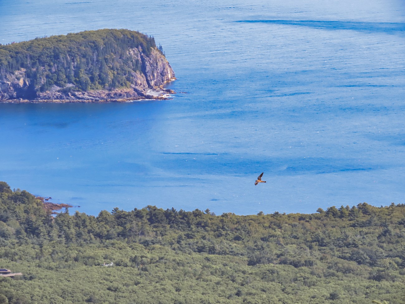 American Kestrel flies off in the distance with a grand mountainous and ocean background.