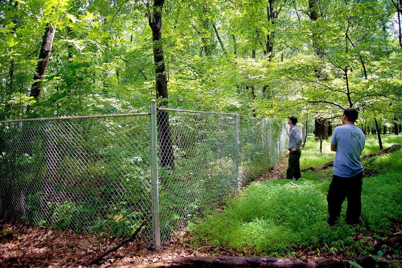 two people stand next to a fenced off area full of lush vegetation