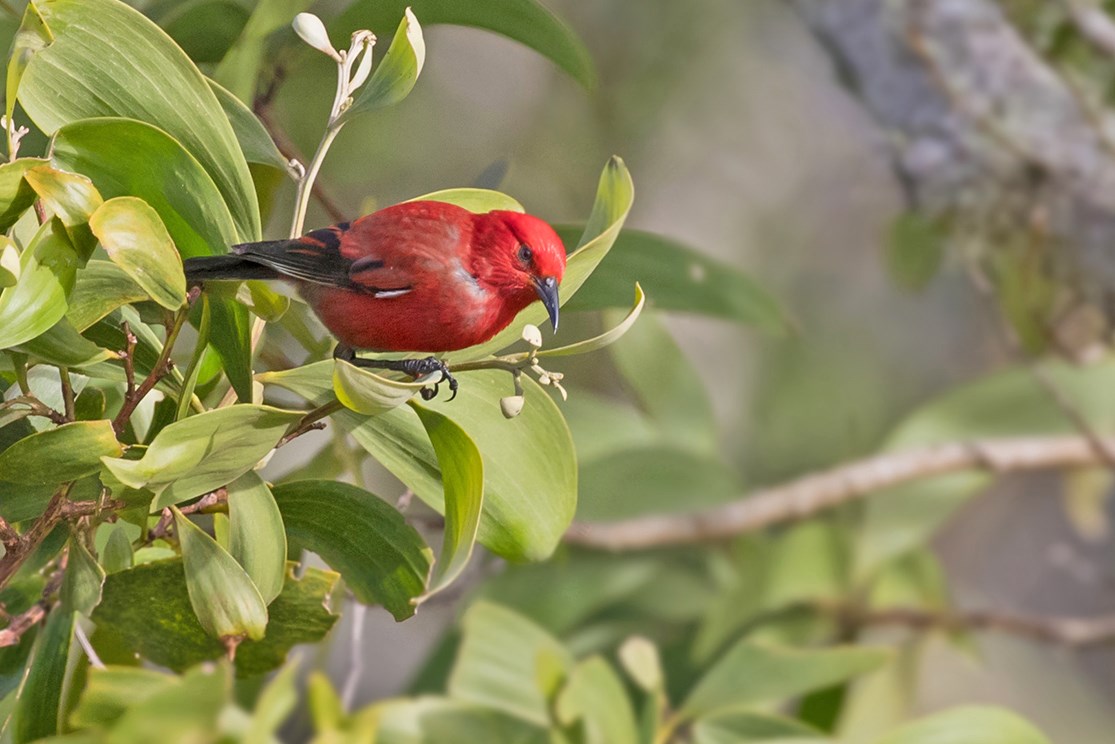 Bright red bird with black wings, beak, and legs, looking like it's about to take off from the end of a narrow, leafy branch.