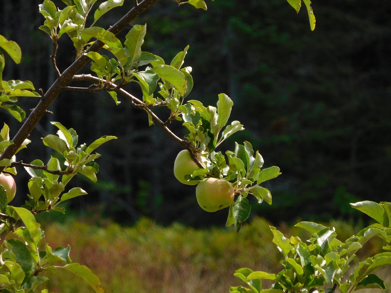 A branch with a cluster of apples growing on it.