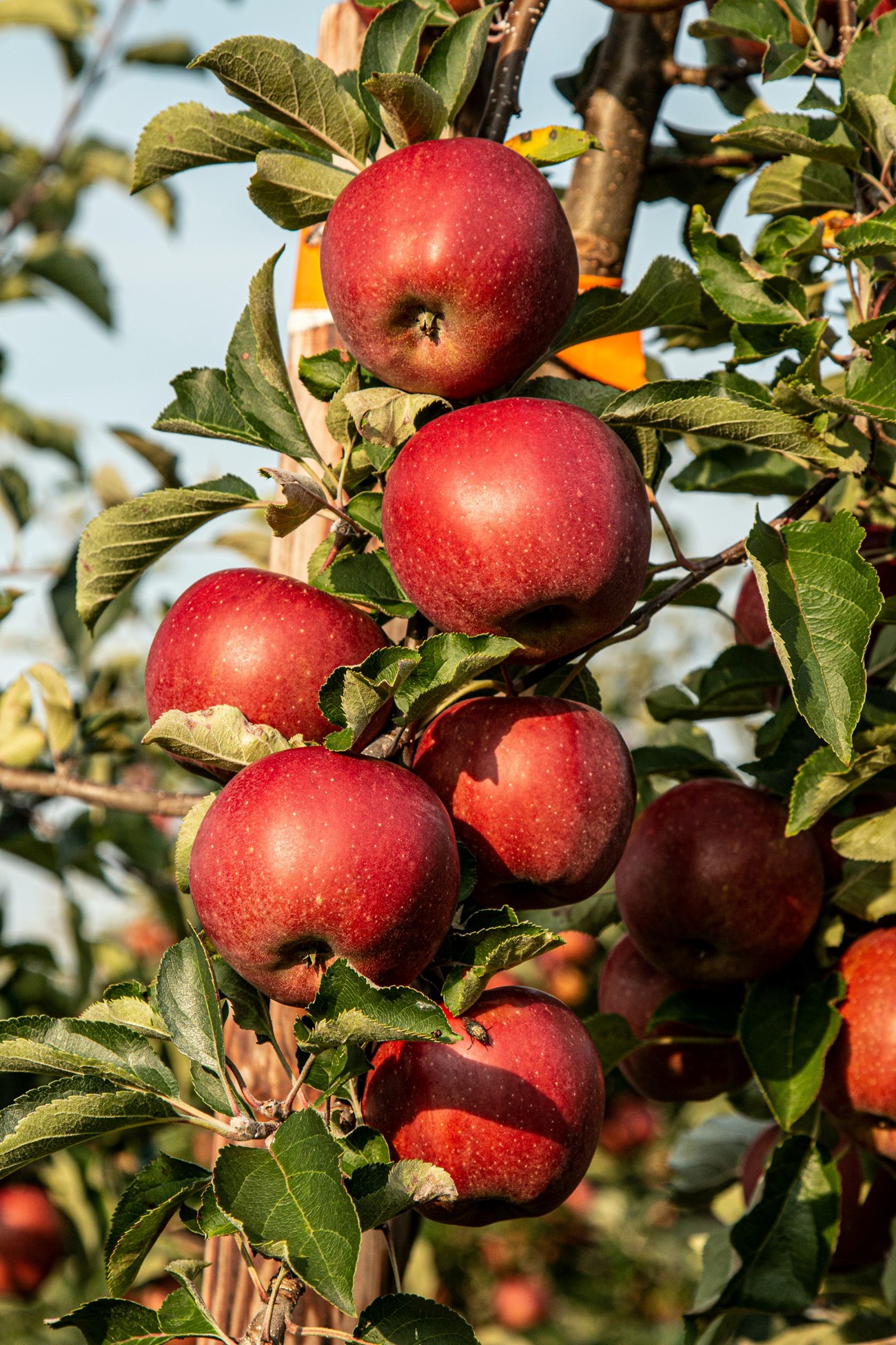 seven apples hanging on the vine of a green tree.