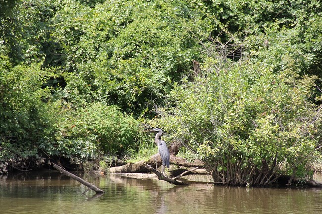 A heron on the Appomattox River.