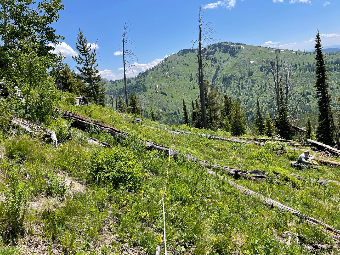 Transect tape crosses logs on a grassy high elevation slope with scattered pines in the background.