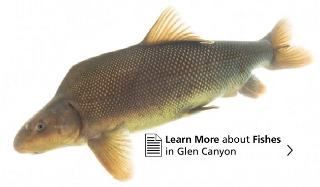 Learn more about fishes in Glen Canyon