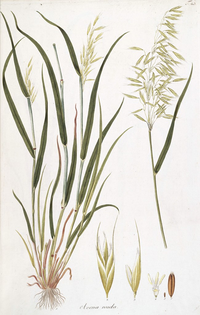 Scientific drawing of an oat plant.