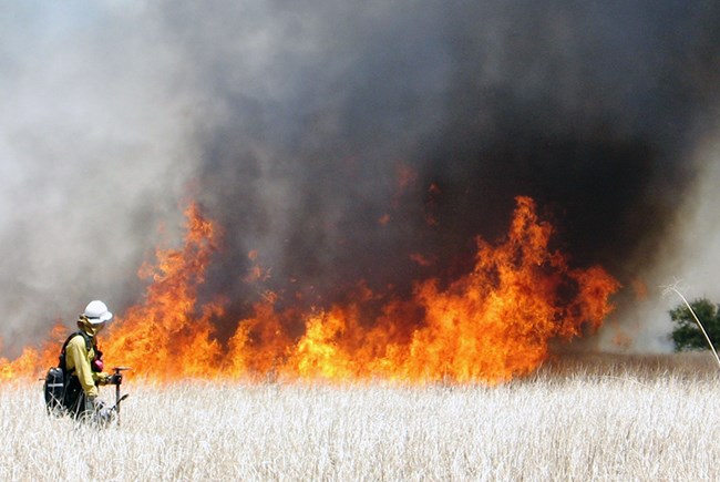 A firefighter monitors flames in dry grasses.